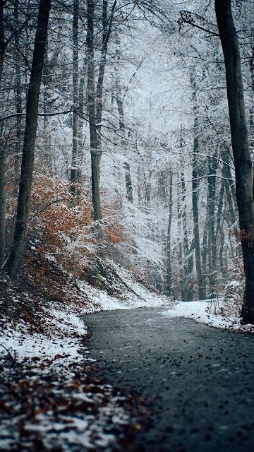 HD Wallpaper Winter, Nature, Forest, Trail, Snow, Trees HD Wallpaper Winter, Nature, Forest, Trail, Snow, Trees