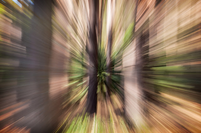 Thetford Forest pine woodland with intentional camera movement zoom