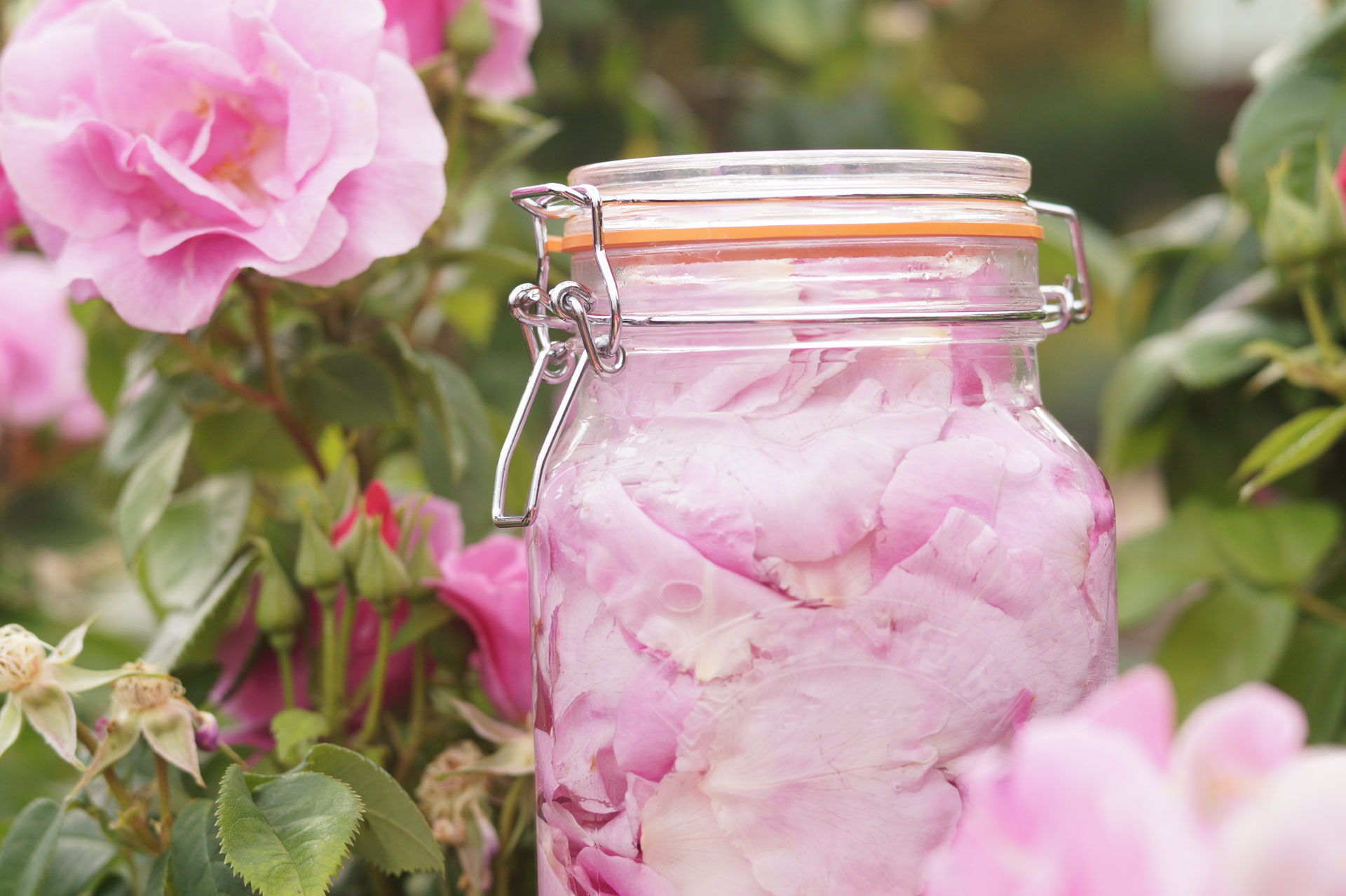 Rose petal gin Sophie in the Sticks