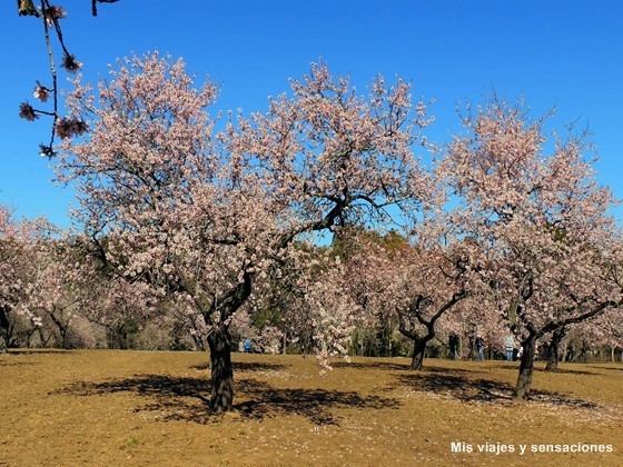 Floración de los almendros. Parque Quinta de los Molinos. Madrid