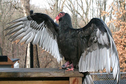 birds bird vulture turkey sanctuary vultures facts offspring few skinner smell young well