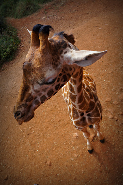 portveien 2 giraff pictures