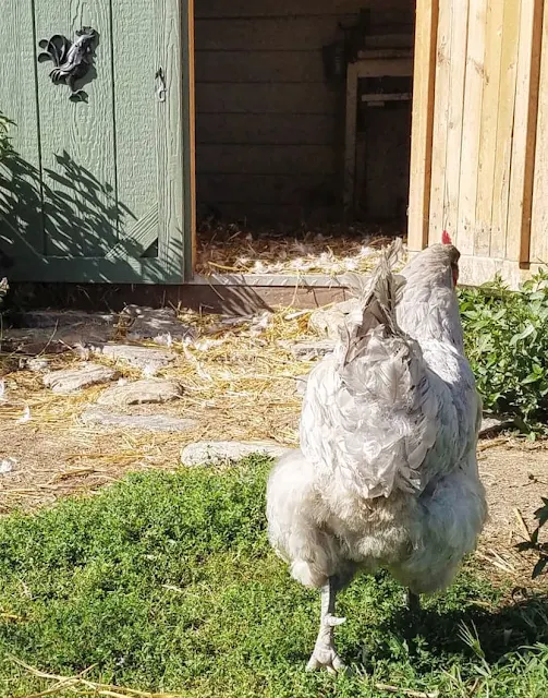 gray chicken heading back to chicken coop