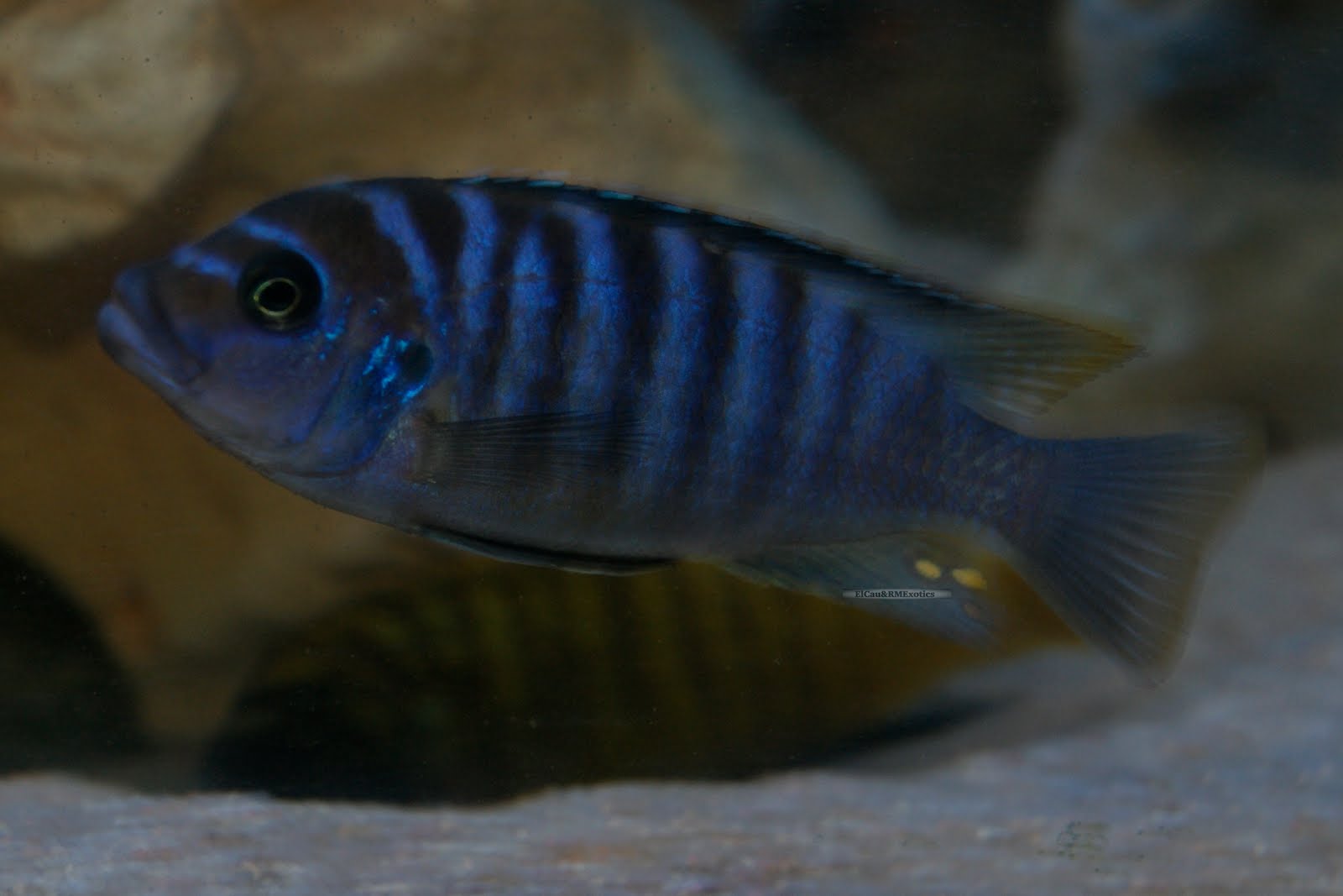 Metriaclima Zebra Chilumba Luwino