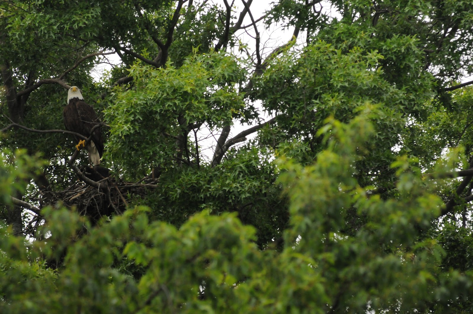 Wildlife photography: Fort Hunt Bald Eagles Nest