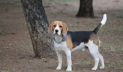 allt="beagle, un sabueso"