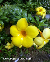 Allamanda oenotherifolia