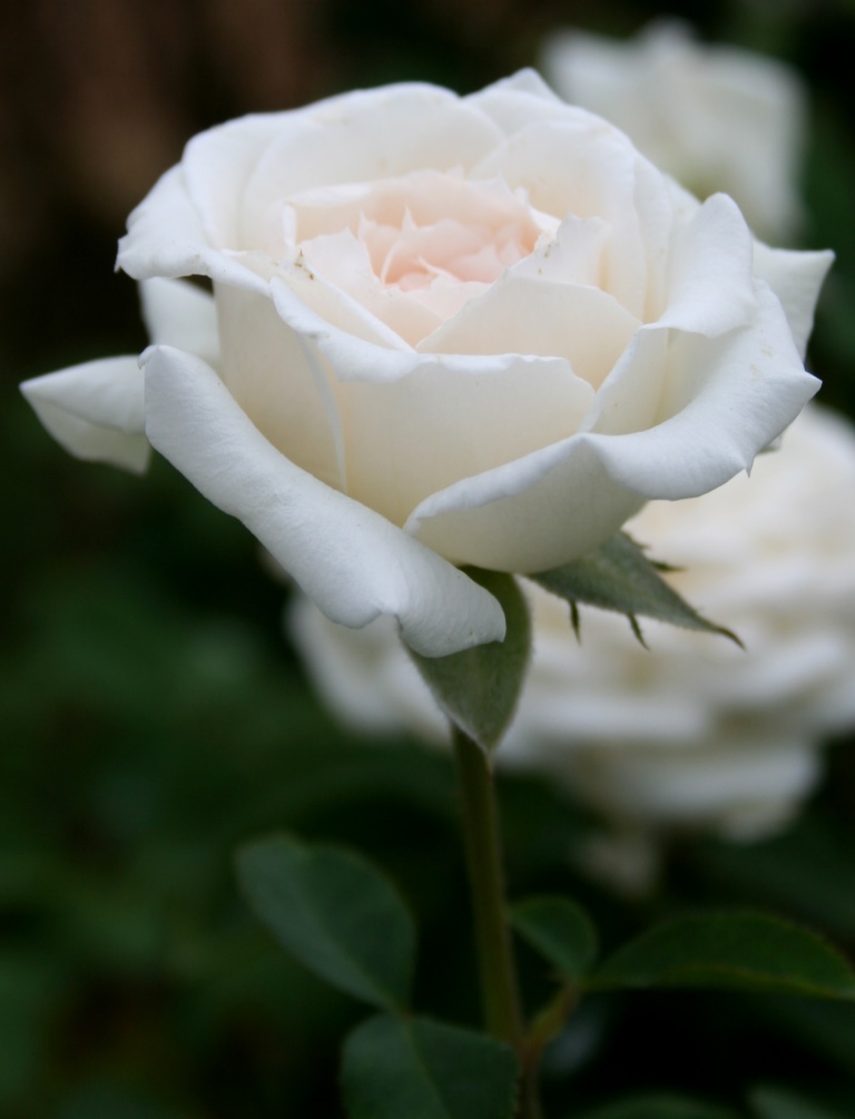 Garden Musings A Prairie Star?