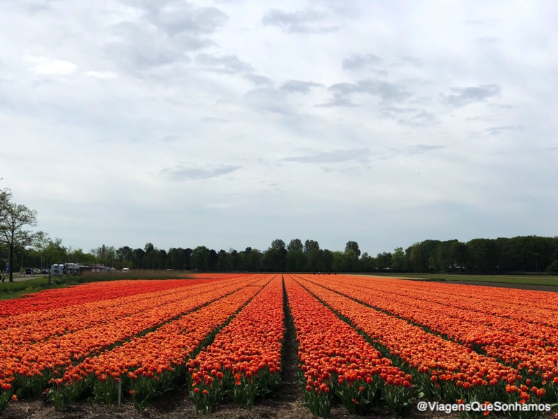 Parque das tulipas na Holanda