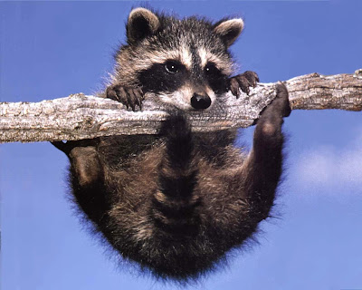 Raccoon_picture_cute_6.jpg