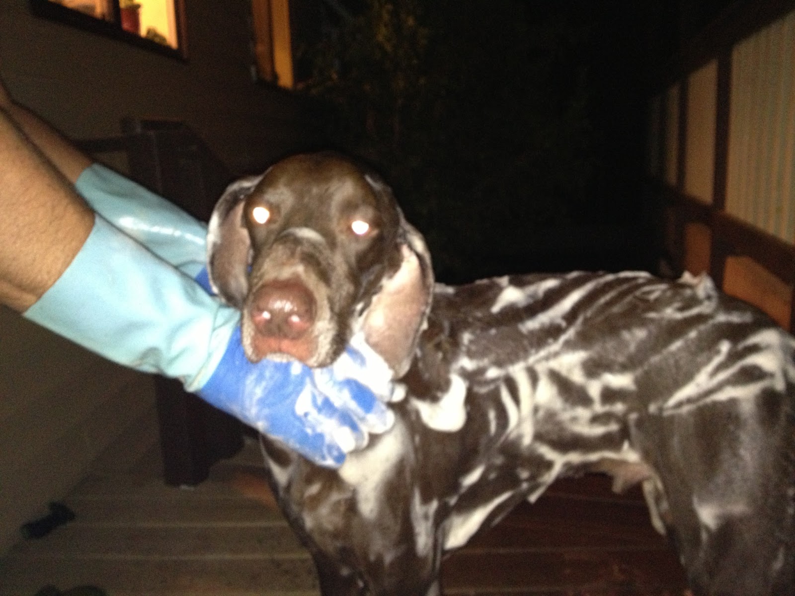 Scott Hopper's blog: SKUNK SPRAYS DOG - NOW WHAT?