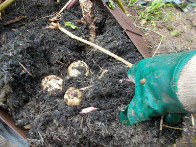 Lifting potatoes Growing your own The 80 Minute Allotment September