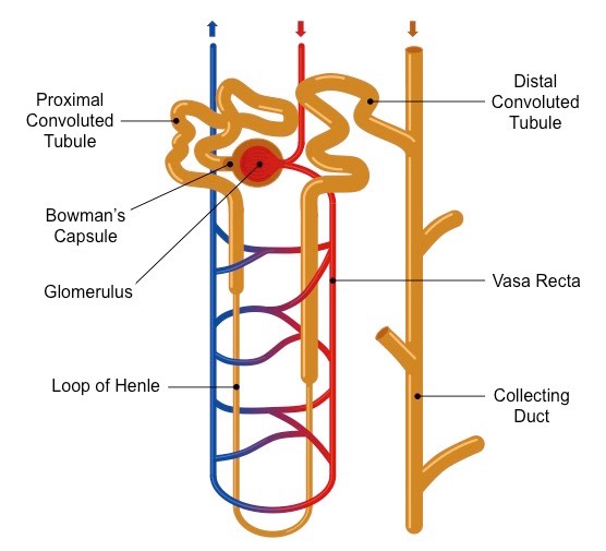 Urinary system anatomy
