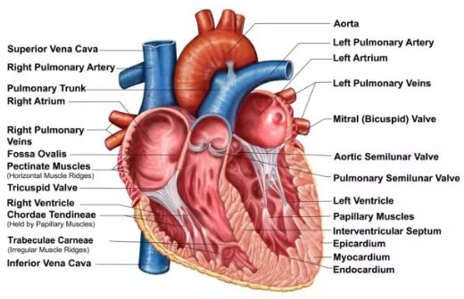 Tuliskan bagian A,B, C, D, E, F, G, H, dan I pada gambar jantung