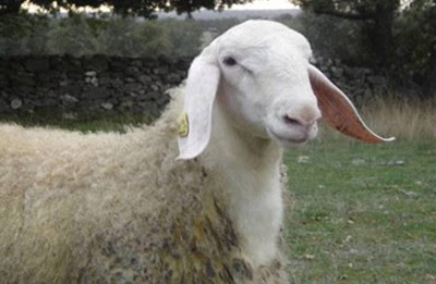 Assaf Sheep Facts, Lambing Cycle, Milk Production, Weight, Meat Quality