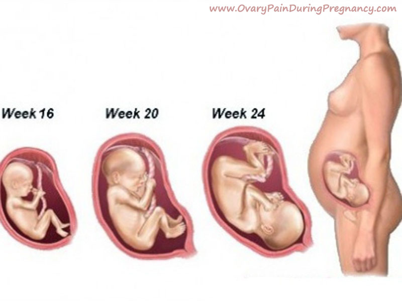 На какой неделе беременности ребенок переворачивается вниз