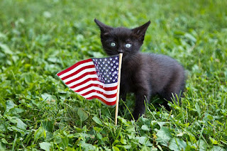 black kitten on green grass with small American flag