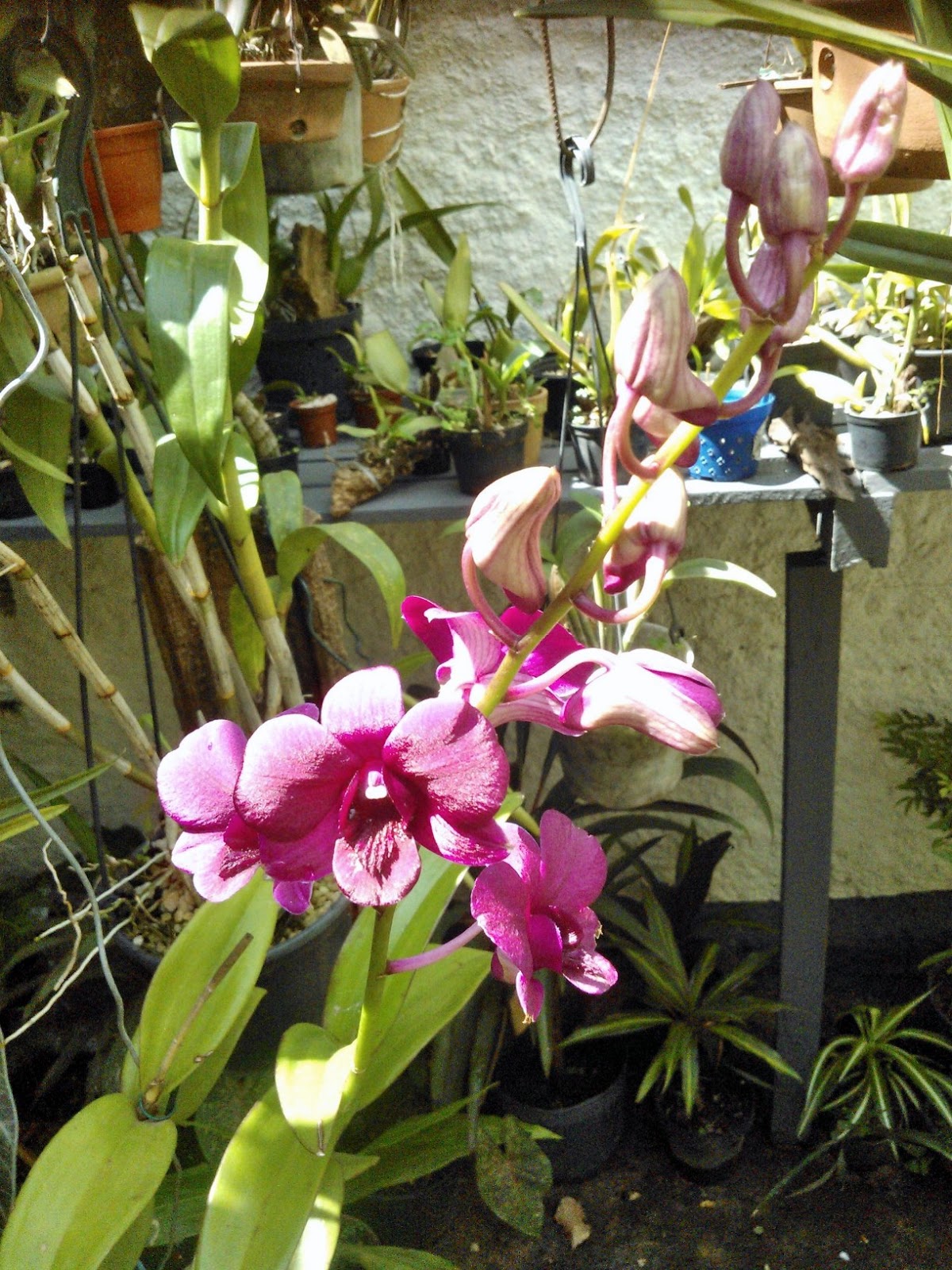 DENPHAL- Parece phalaenopsis mas não é!