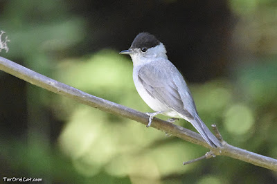 Tallarol de casquet (Sylvia atricapilla)