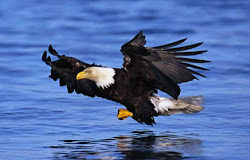 Mayfield Lake's Eagle