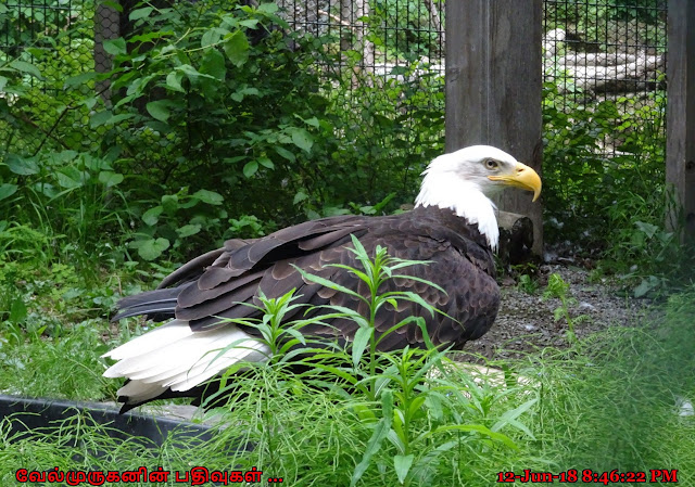 Alaska Zoo Bald Eagle