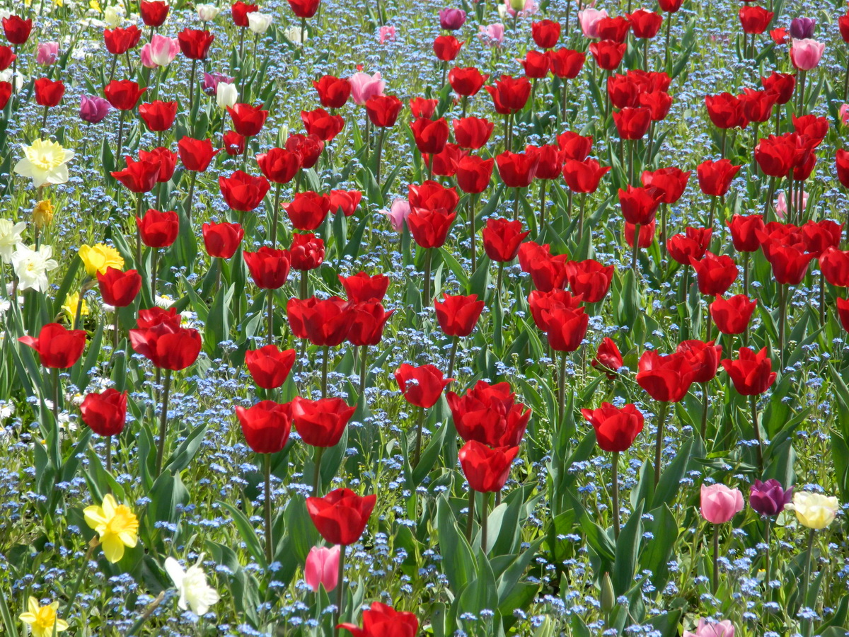 LA MULTI ANI, ROMANIA! Lalele printre flori albastre
