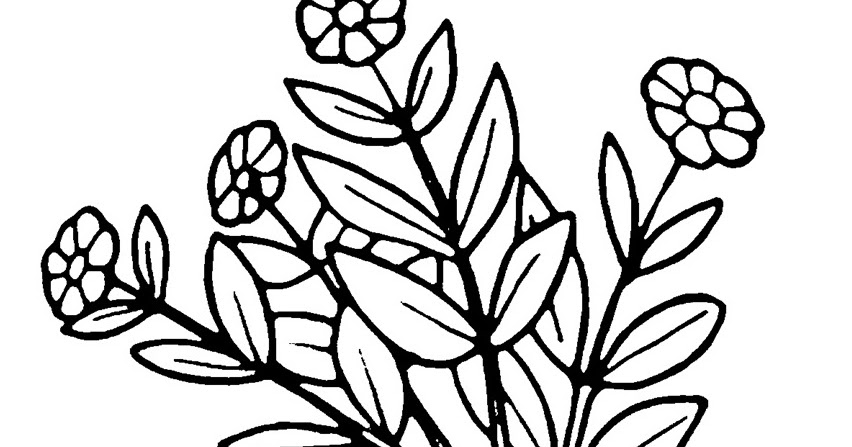 gambar mewarnai bunga daisy