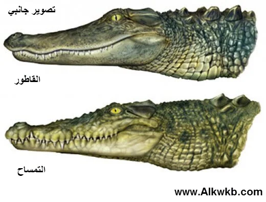 Difference Between Alligator And Crocodile