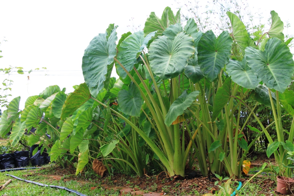 Panitia Sains AlAmin Bangi PROSES HIDUP TUMBUHAN TAHUN 5