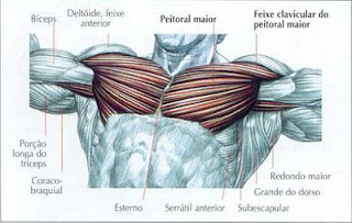 Cinara Polido: PEITORAL - CHEST