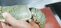 Piercing knife inside lobster to clean for lobster recipe in hot garlic sauce