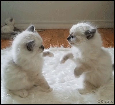 Snuzzy Kitten GIF • Kitten wrestling. Epic fight between 2 adorable Ragdoll kitties