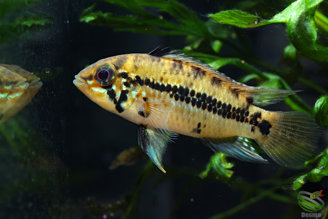 Apistogramma cf. alacrina