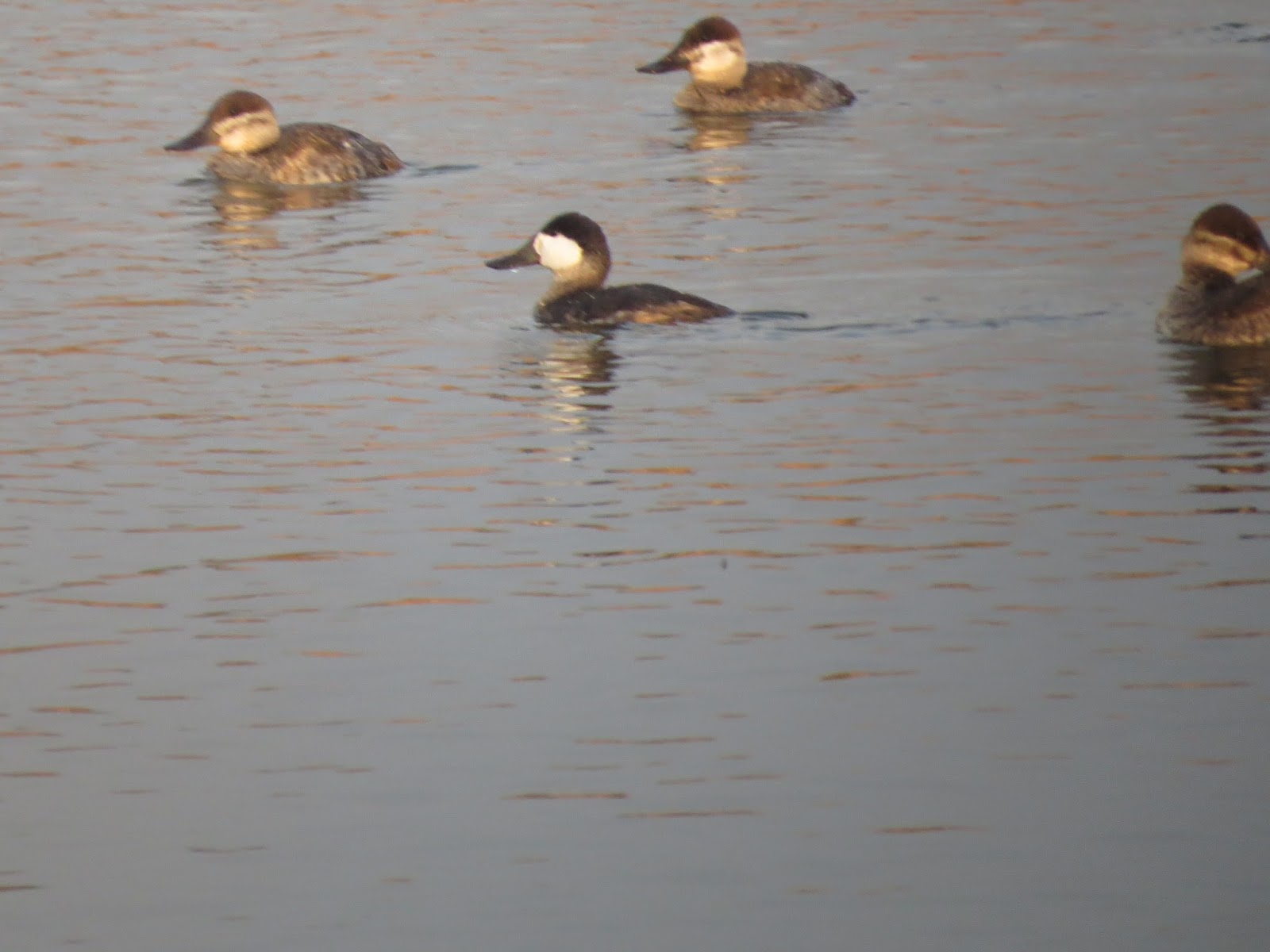 Adventures of a Vagabond Volunteer On the Hunt for Choke Canyon State