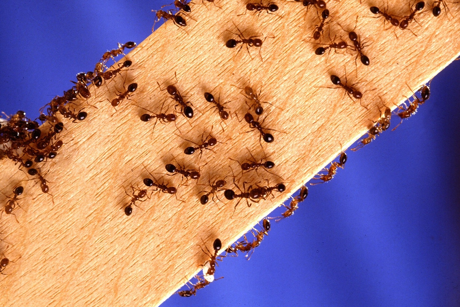 reasons-to-use-bed-bug-infested-furniture-removal-services