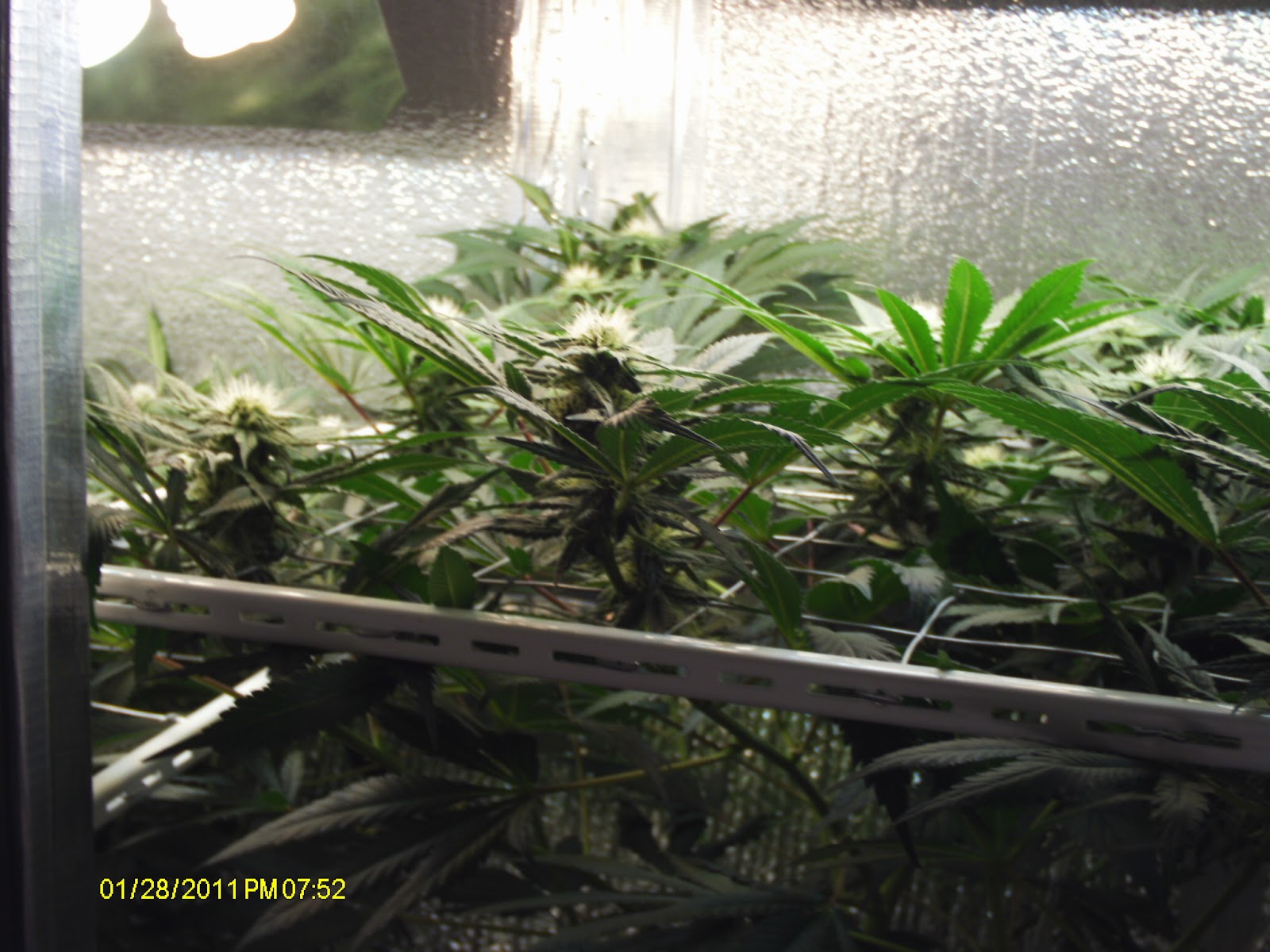 Grow Lights for Stealth and Indoor Growing! Super Powerful Grow Lights