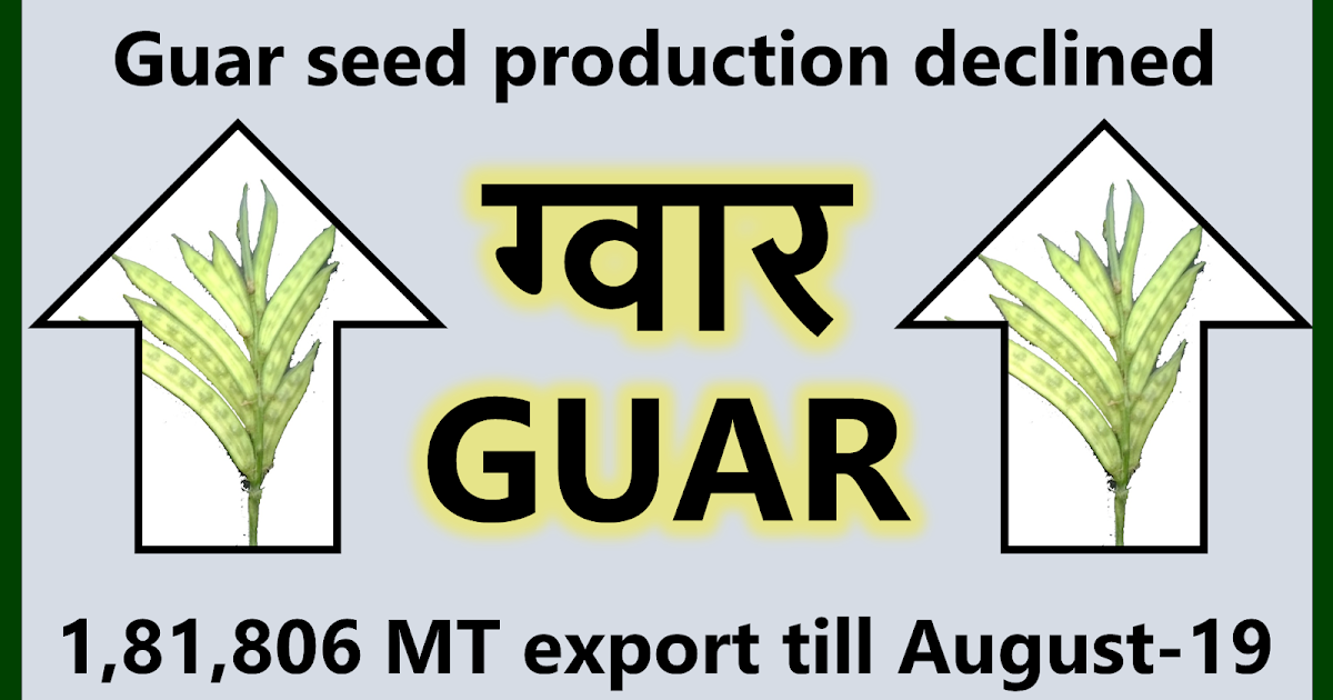 GUAR GUM INFORMATION AND GUAR GUM CULTIVATION IN INDIA Guar Seed