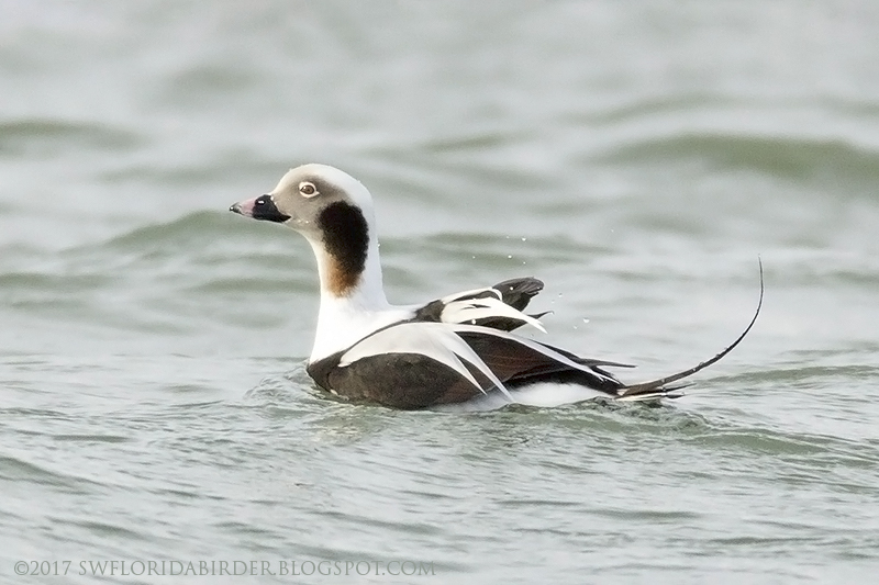 Snowy Owl At Long Beach Connecticut Focusing on Wildlife