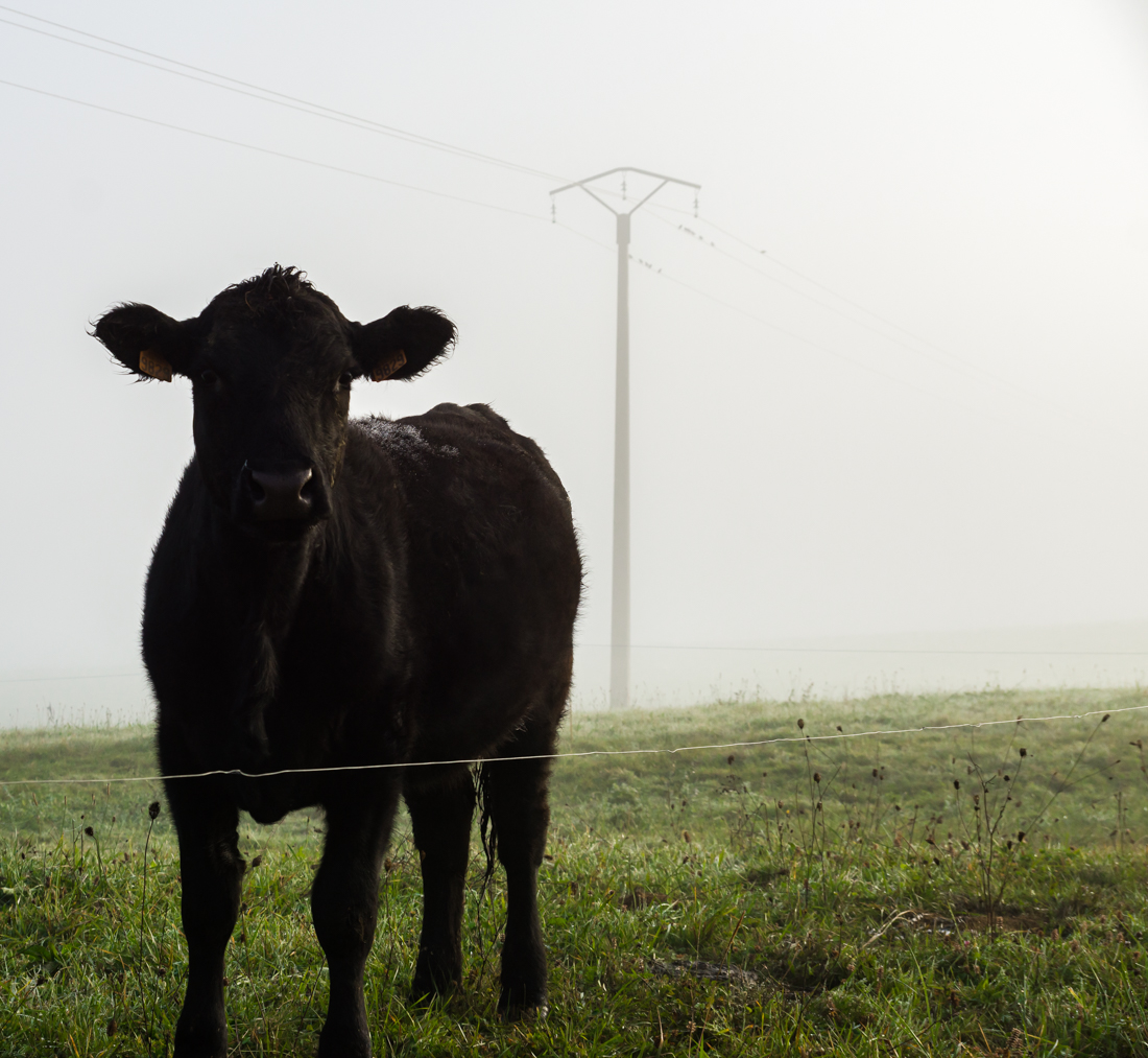 Туман в долине Туман в долине