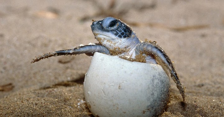 Seperti apa  Telur Reptil  Belajar Sampai Mati