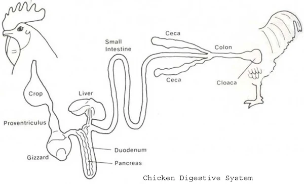 Chicken Digestive System chicken digestive system, digestive system of chicken
