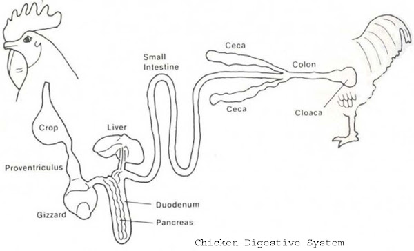 chicken digestive system, digestive system of chicken