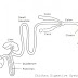 Digestive System Of Chicken