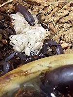 Texas cave scorpion with babies