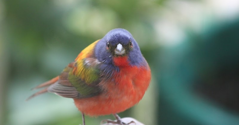 Painted Buntings Miracles And The Meaning Of Life Building Personal 