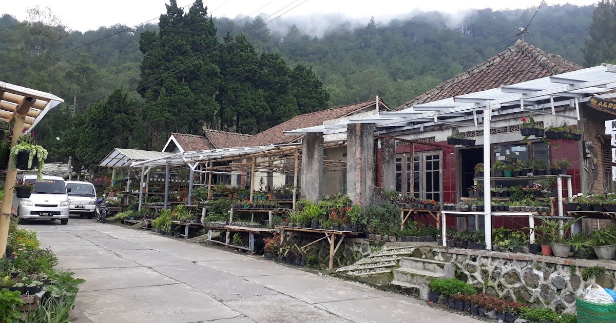 Berwisata Ke Kopeng Belum Lengkap Jika Tidak Berburu Tanaman Hias Di Kampung Dukuh
