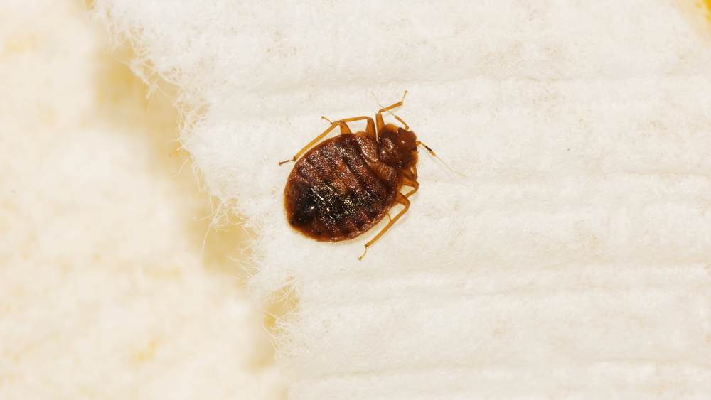 Common Bed Bug Questions Answered