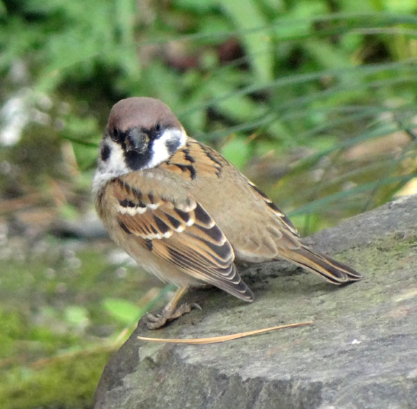 Just About Everything Common Birds & Butterflies in China