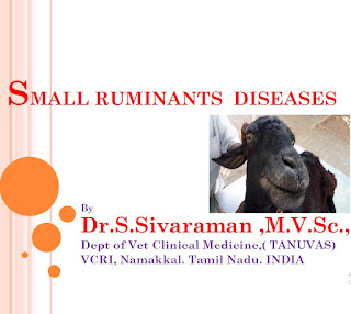 Small Ruminants Diseases