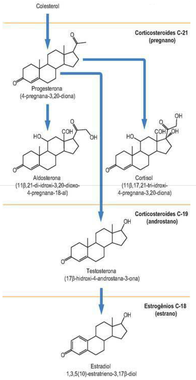 Reasearch en dieta para acelerar el metabolismo y bajar de peso